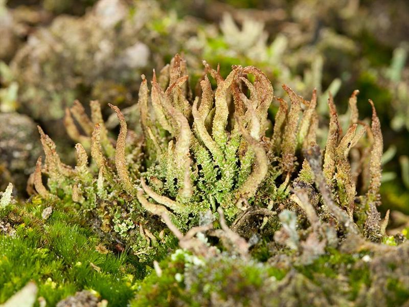 Cladonia glauca (door Christophe Brochard (www.cbrochard.com))