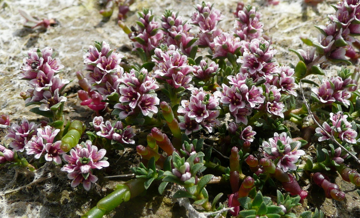 Glaux maritima (door Willie Riemsma)