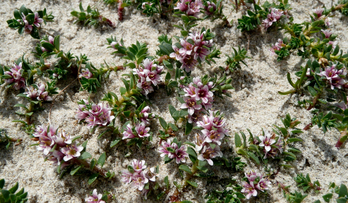 Glaux maritima (door Willie Riemsma)