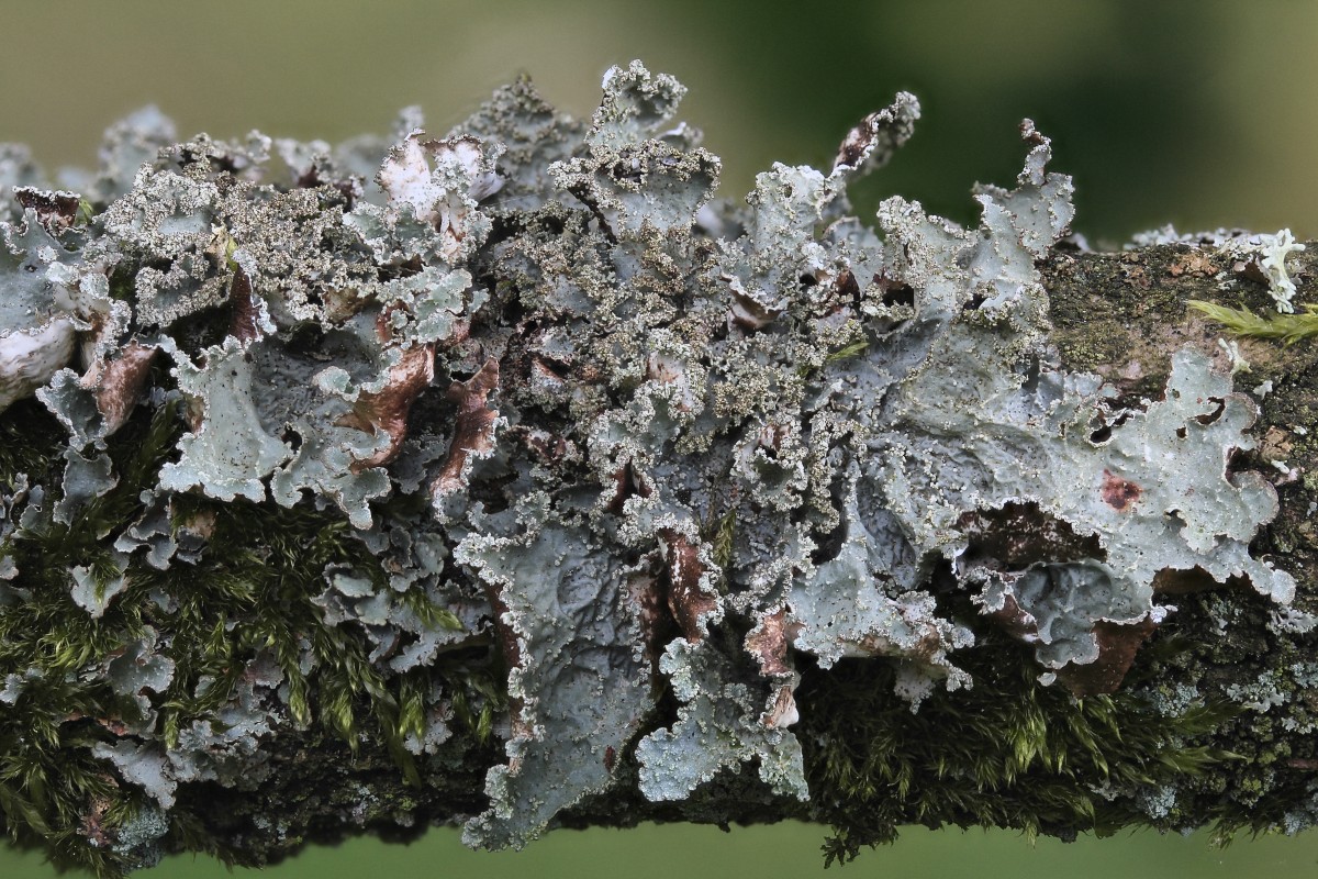 Platismatia glauca (door Arjan de Groot)