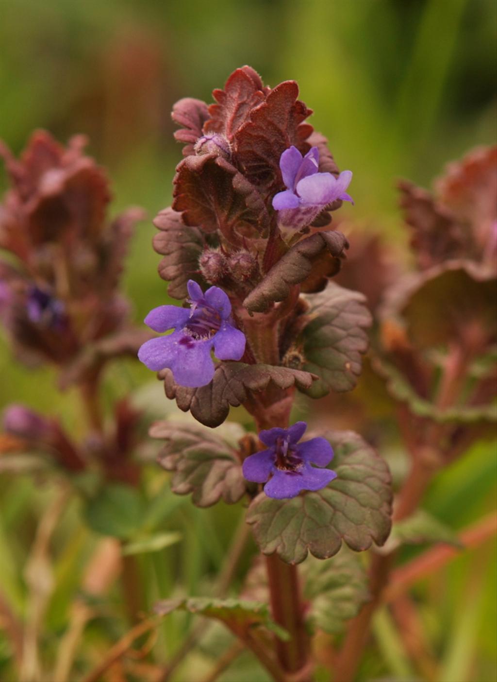 Glechoma hederacea (door Willie Riemsma)