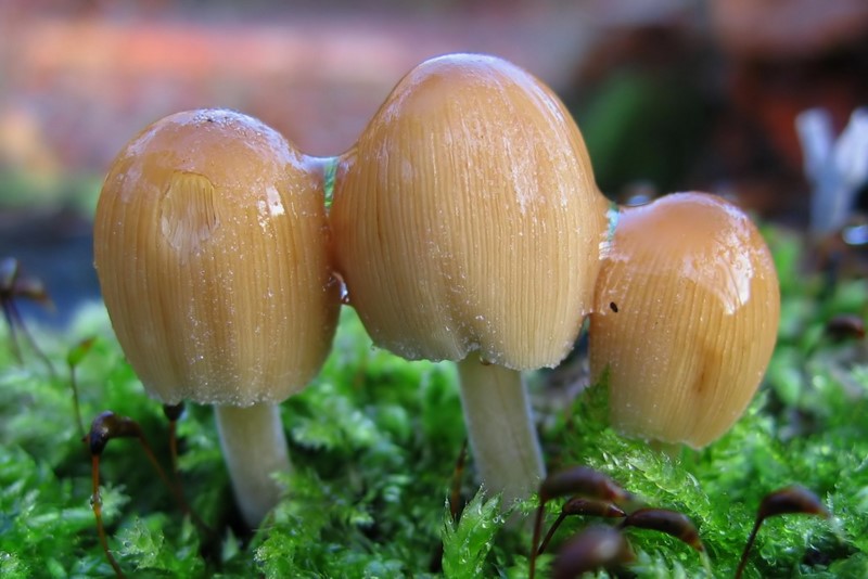 Coprinellus micaceus (door Gio van Bernebeek)