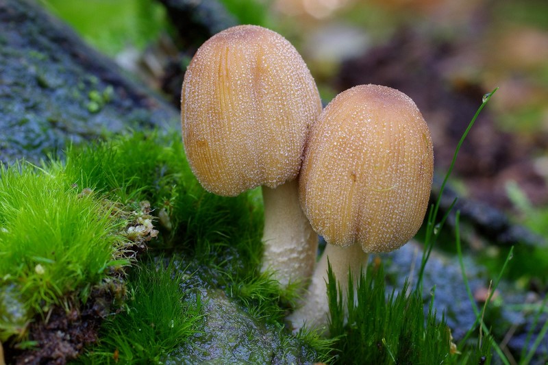 Coprinellus micaceus (door Gio van Bernebeek)