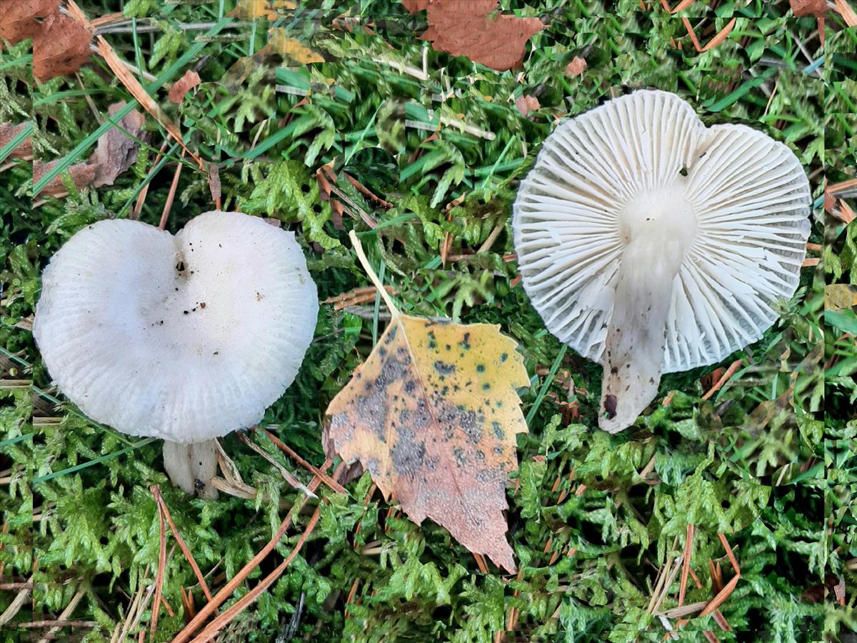 Hygrocybe irrigata (door Jaap Wisman)
