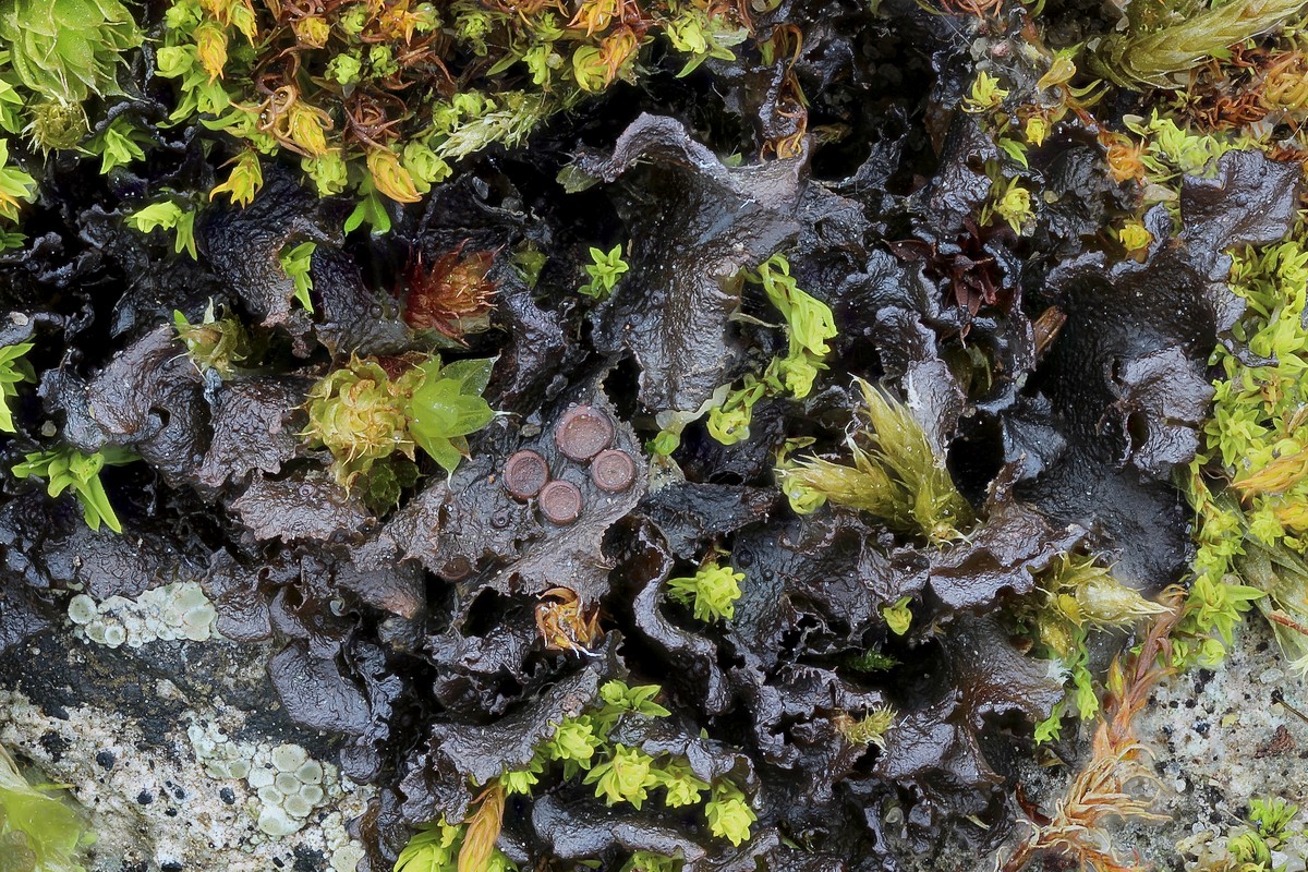 Scytinium gelatinosum (door Arjan de Groot)