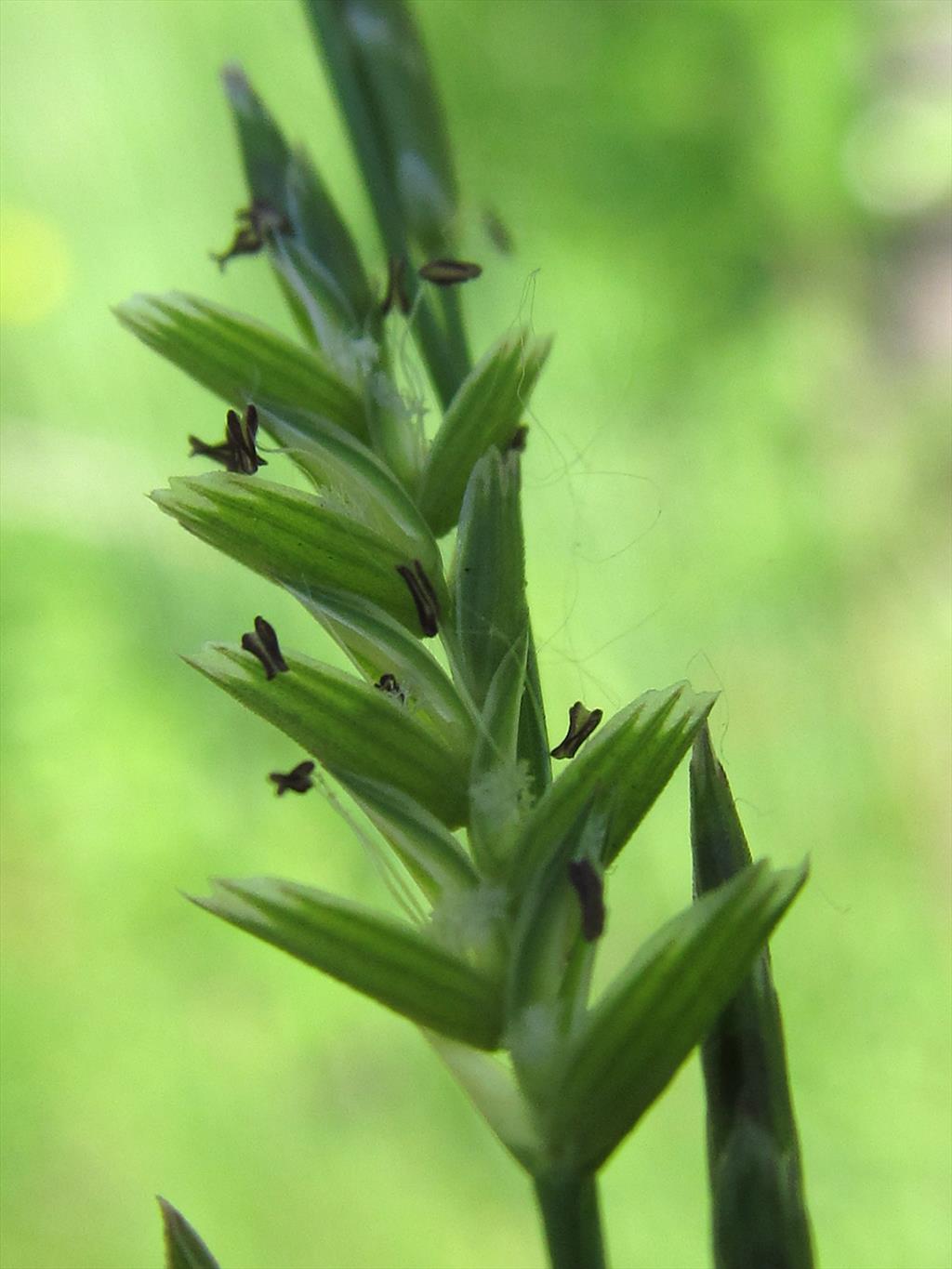 Glyceria declinata (door Kim Lotterman)