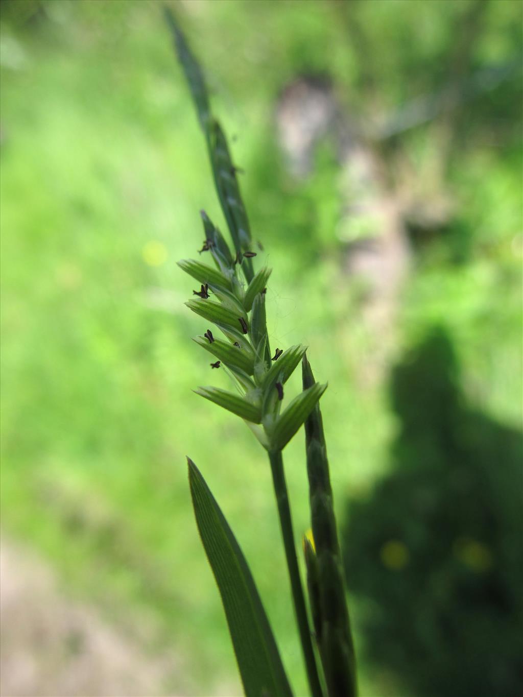 Glyceria declinata (door Kim Lotterman)