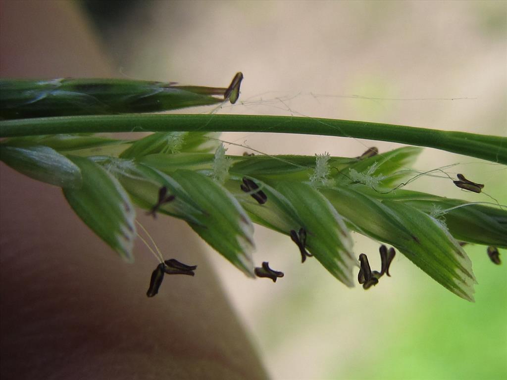 Glyceria declinata (door Kim Lotterman)