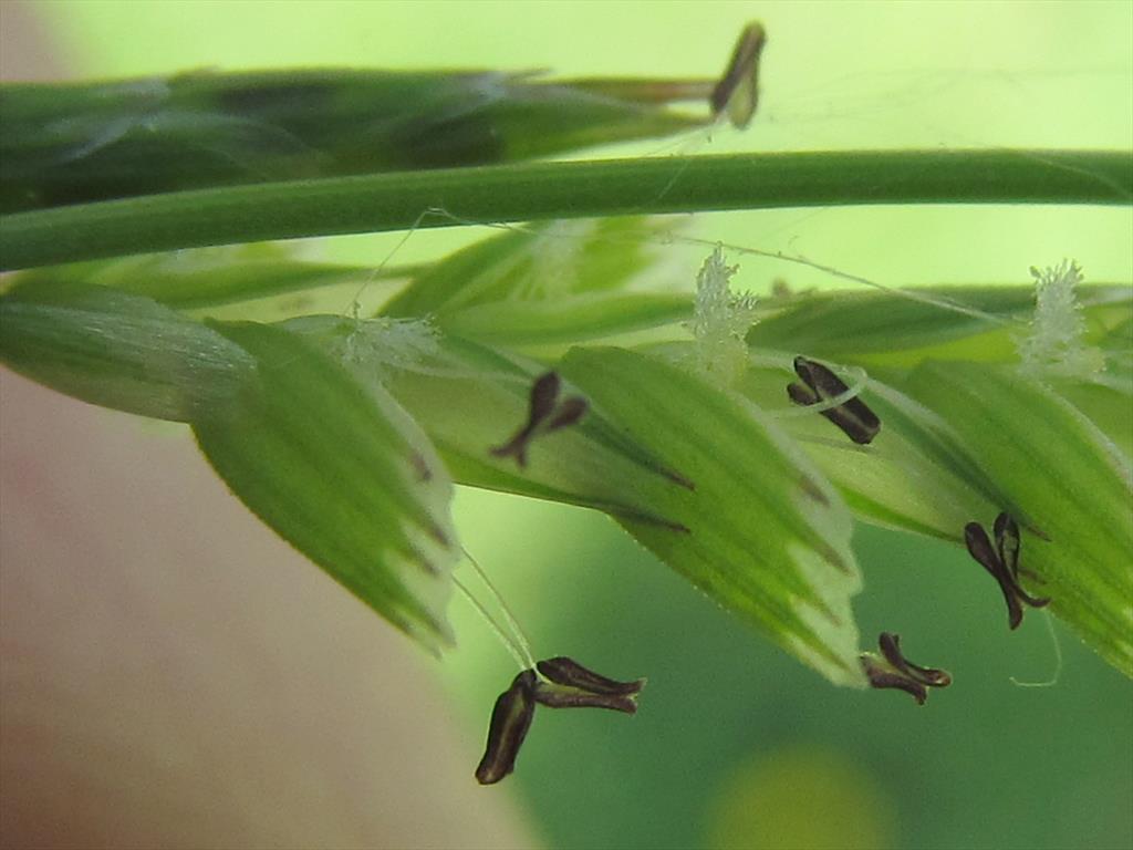 Glyceria declinata (door Kim Lotterman)