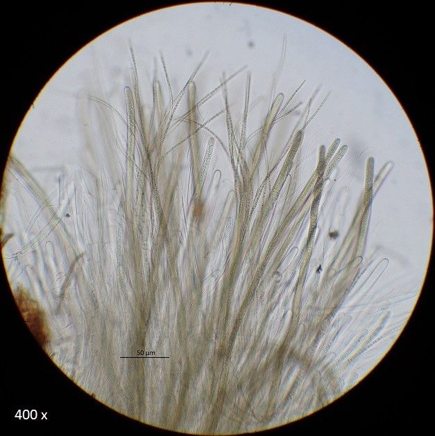 Glyphium elatum (door Laurens van der Linde)