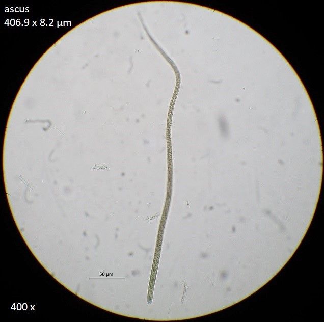 Glyphium elatum (door Laurens van der Linde)