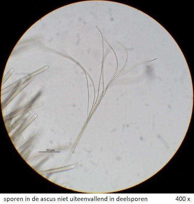 Glyphium elatum (door Laurens van der Linde)