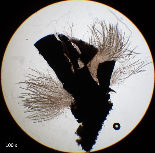 Glyphium elatum (door Laurens van der Linde)