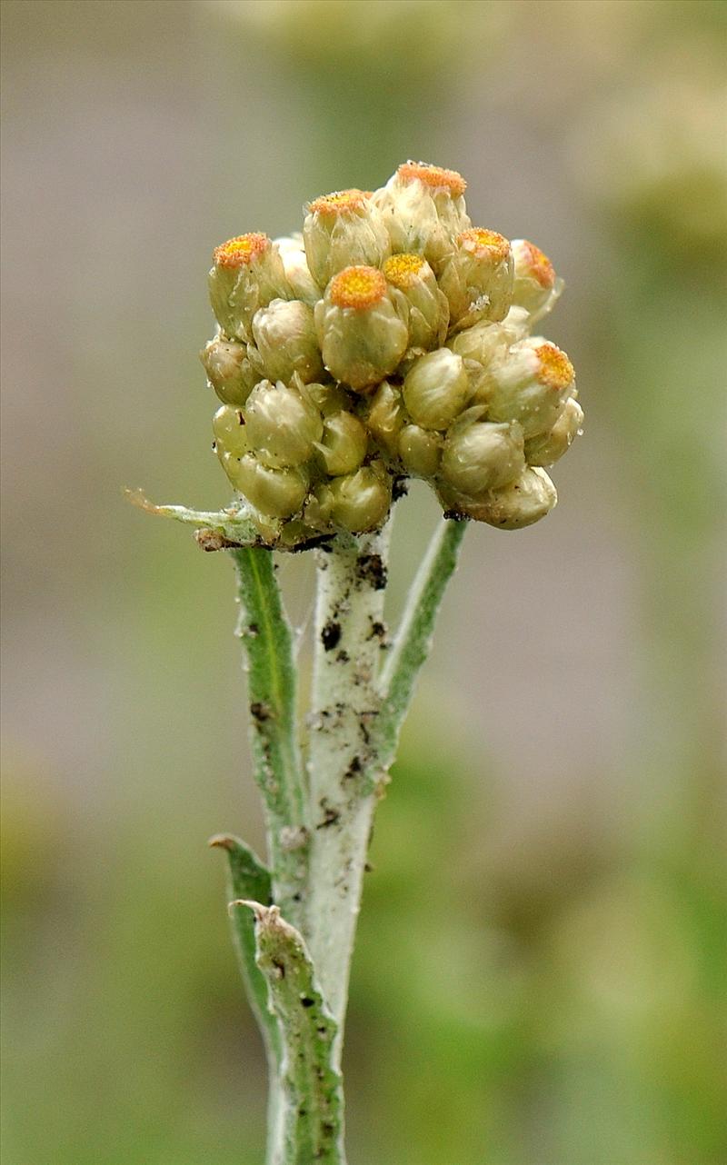 Pseudognaphalium luteoalbum (door Willie Riemsma)