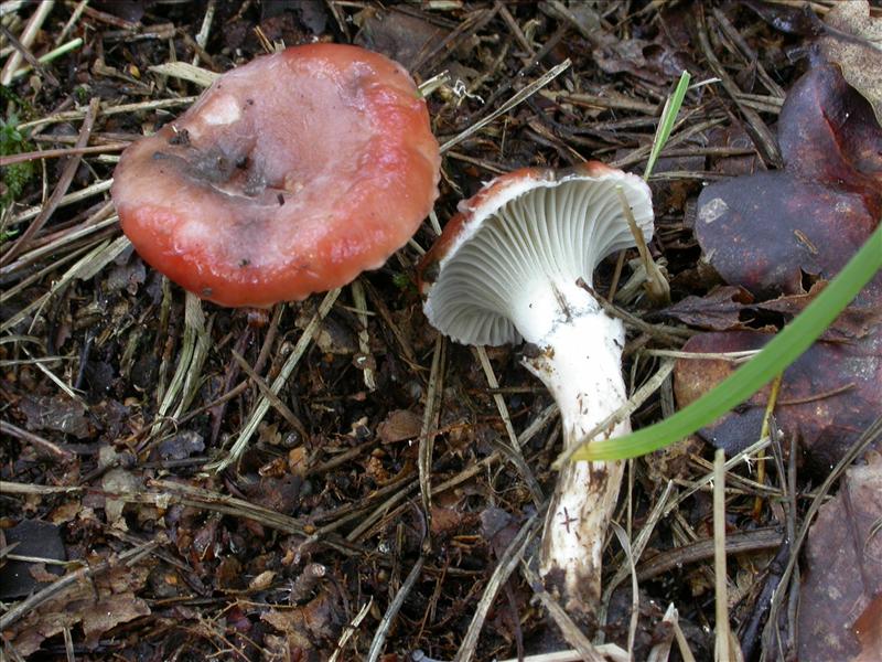 Gomphidius roseus (door Laurens van Run)