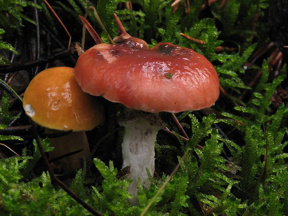 Gomphidius roseus (door Sjoerd Greydanus)