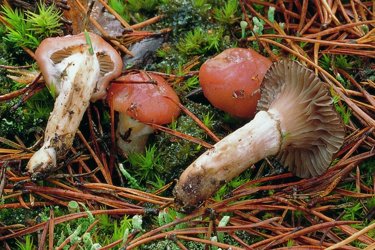 Gomphidius roseus (door F.A. van den Bergh)