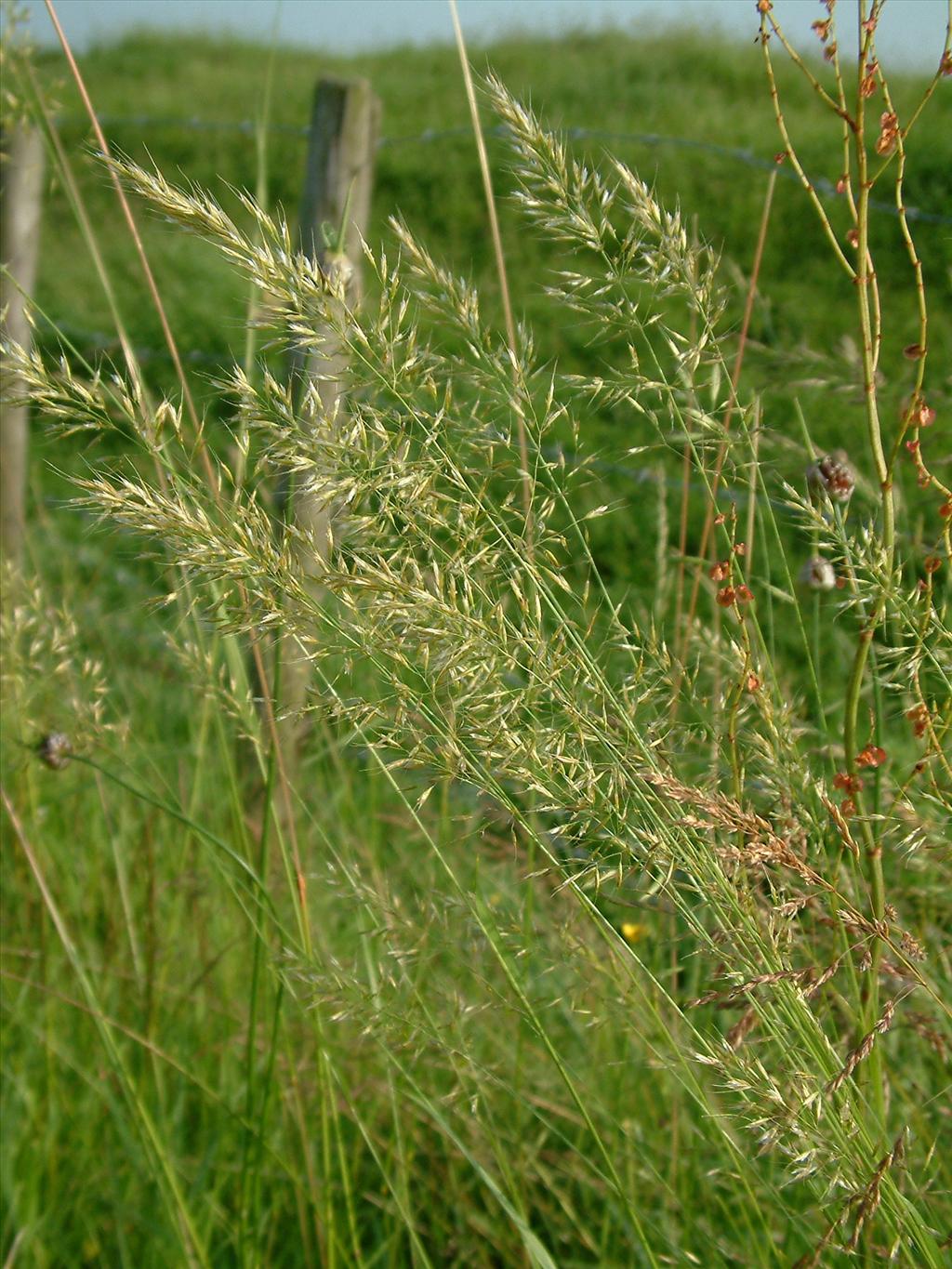 Trisetum flavescens (door Dick Kerkhof)