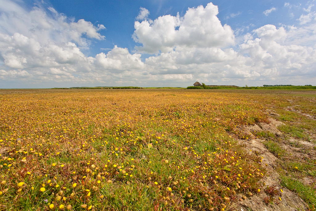 Cotula coronopifolia (door Joost Bouwmeester)