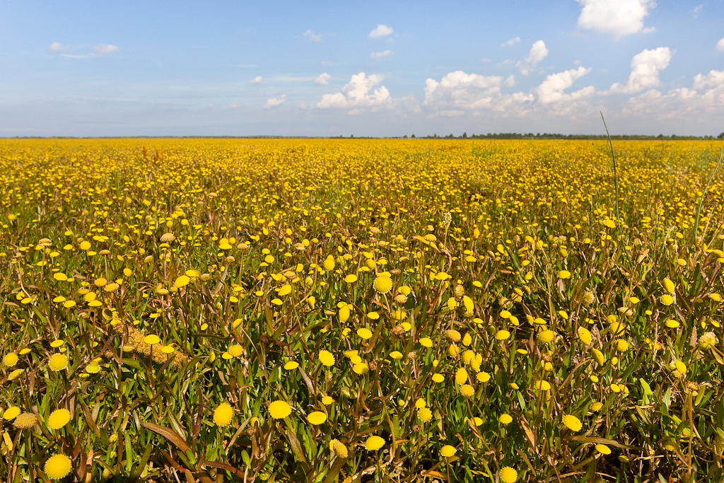 Cotula coronopifolia (door Joost Bouwmeester)