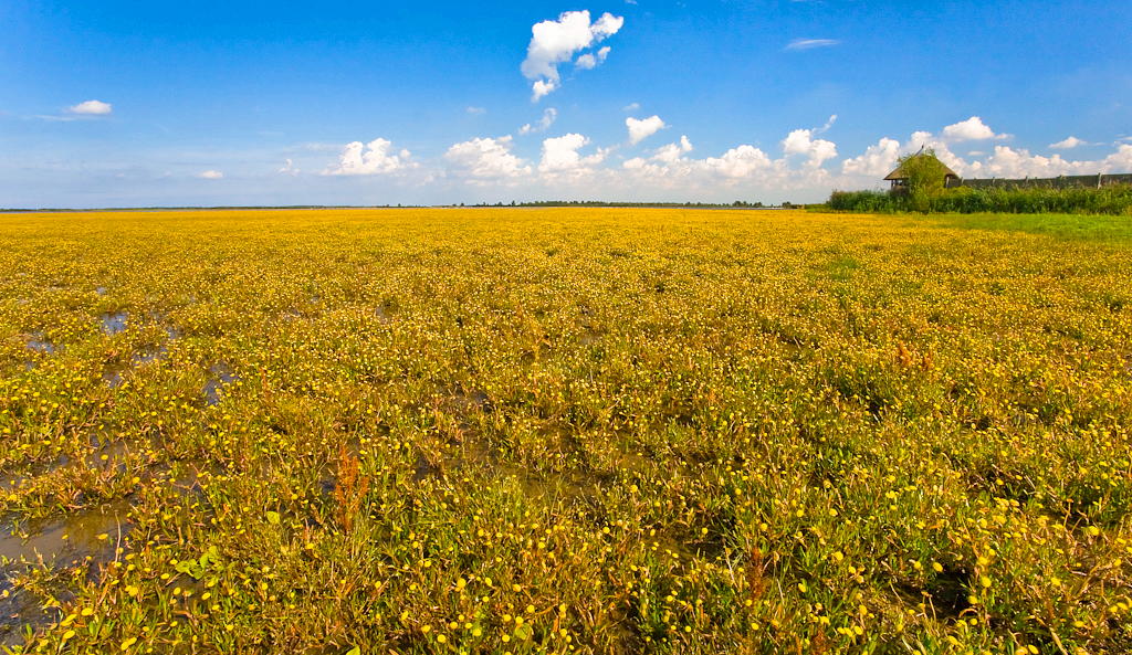 Cotula coronopifolia (door Joost Bouwmeester)