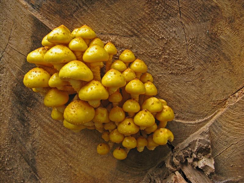 Pholiota adiposa sl, incl. cerifera, limonella (door Hannie Wijers)