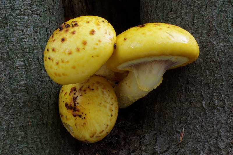 Pholiota adiposa sl, incl. cerifera, limonella (door Gio van Bernebeek)