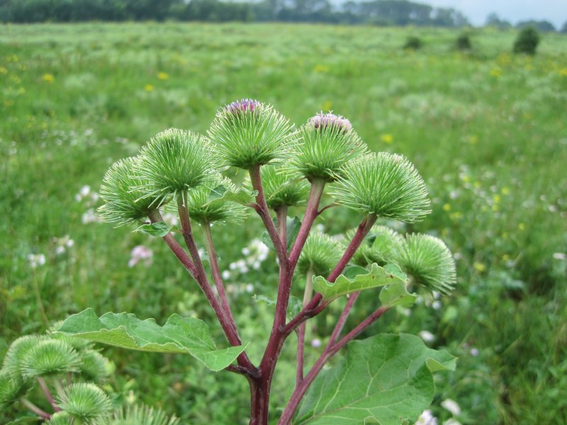 Arctium lappa (door Grada Menting)