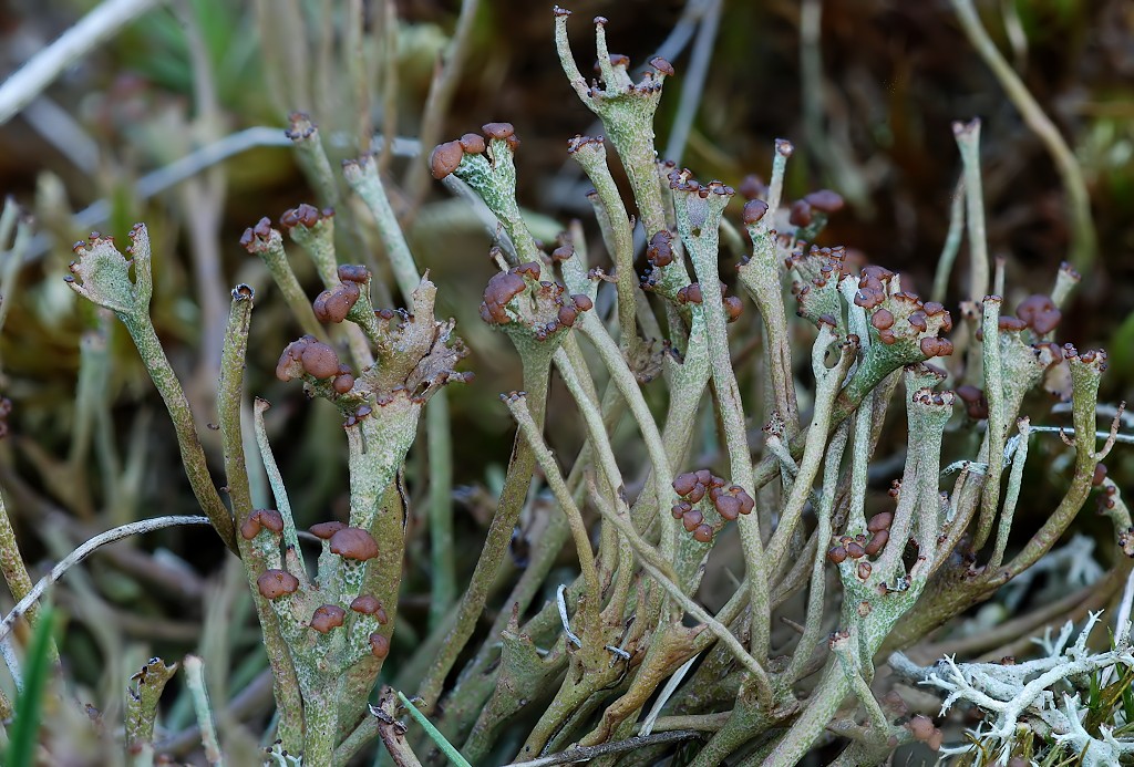 Cladonia gracilis (door Arjan de Groot)