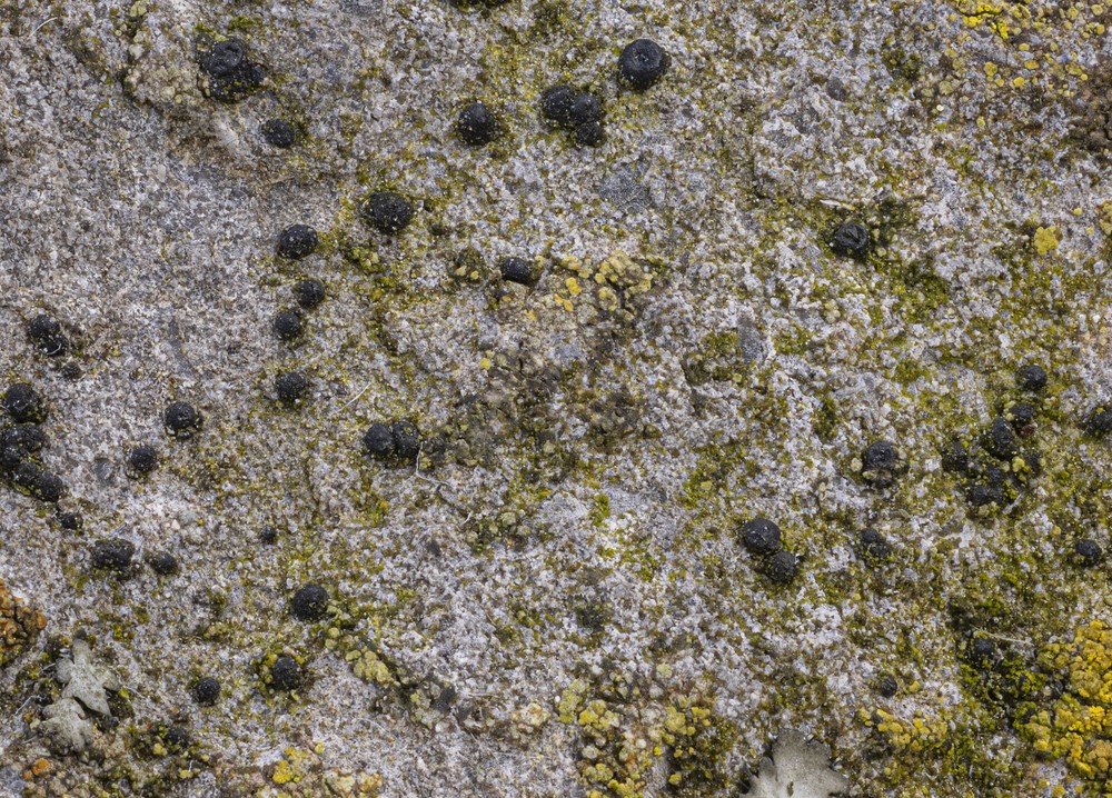 Sarcopyrenia gibba (door Peter D'Joos)