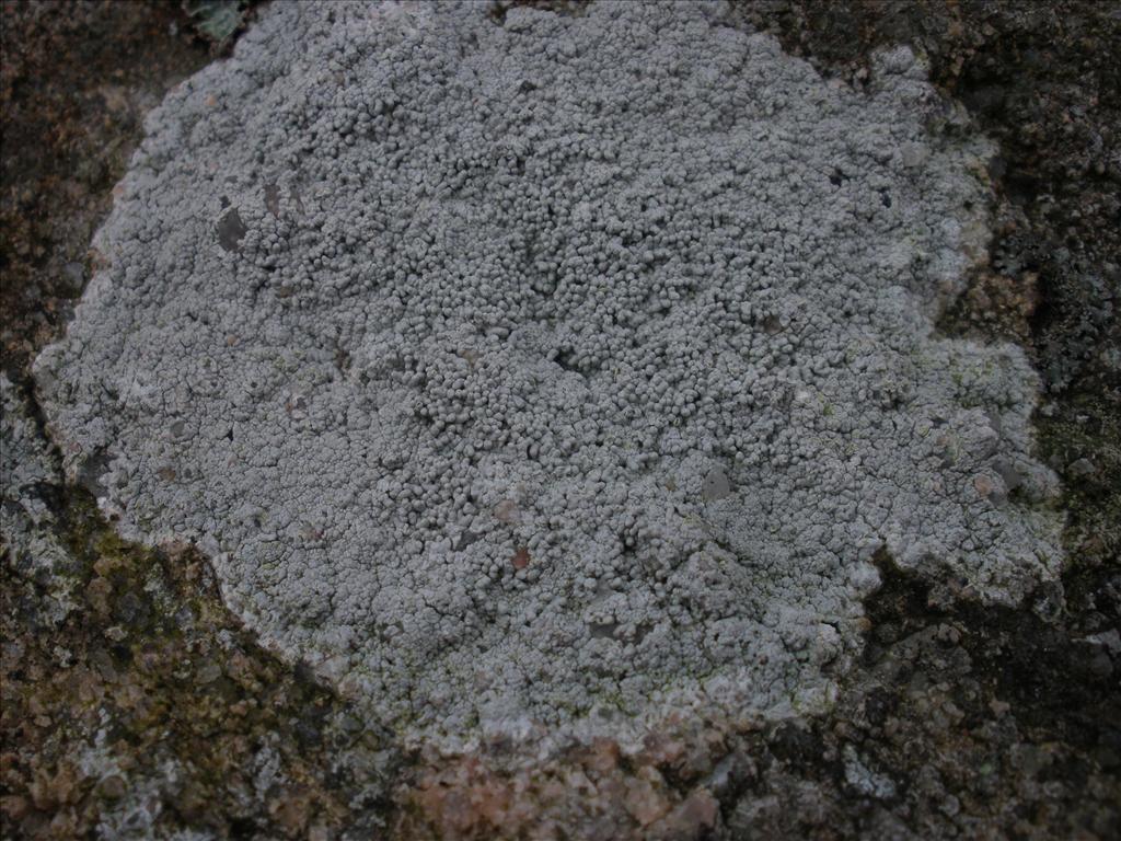 Pertusaria corallina (door Maarten Langbroek)