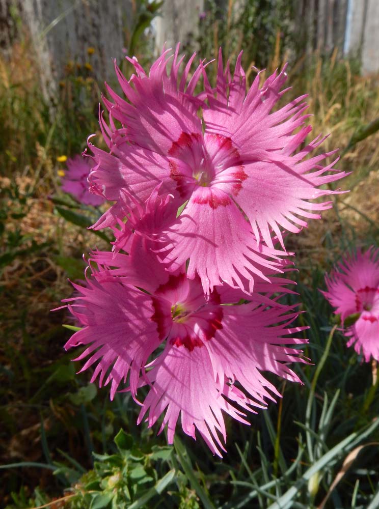 Dianthus plumarius (door Saxifraga | Ed Stikvoort)