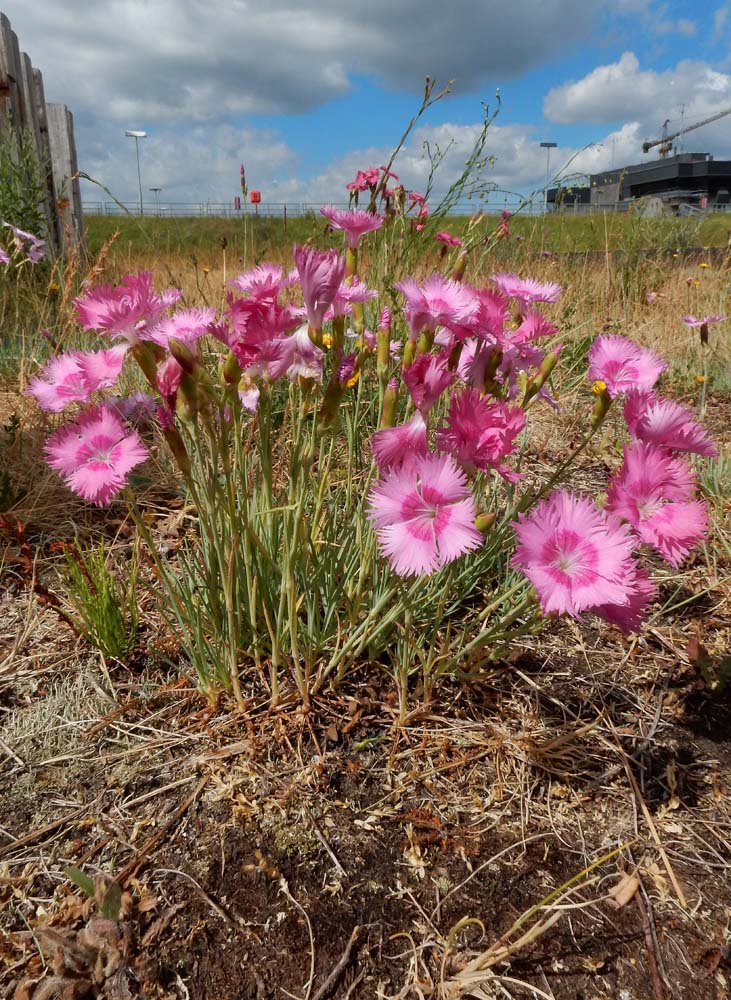 Dianthus plumarius (door Saxifraga | Ed Stikvoort)