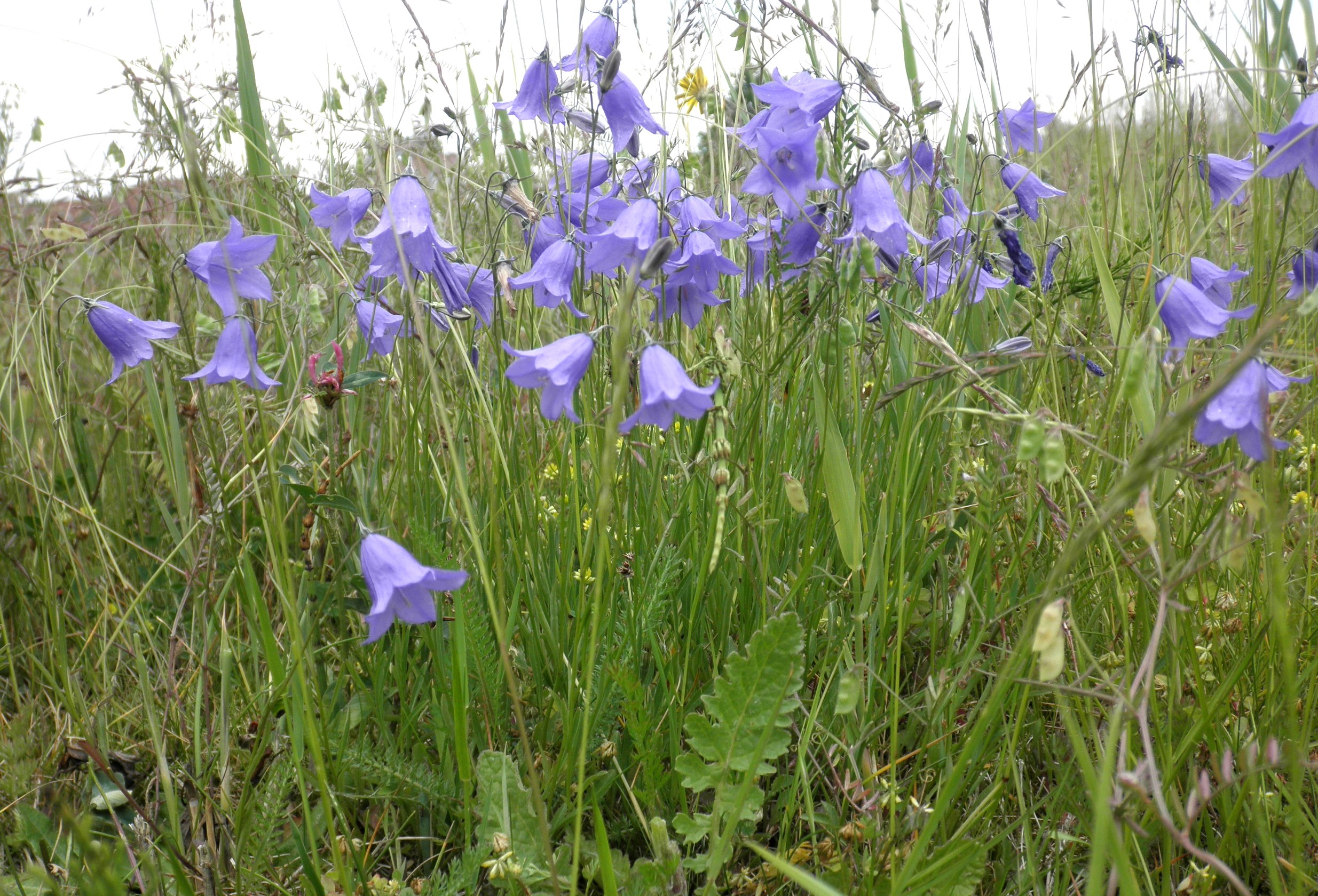 Campanula rotundifolia (door Bert Verbruggen)