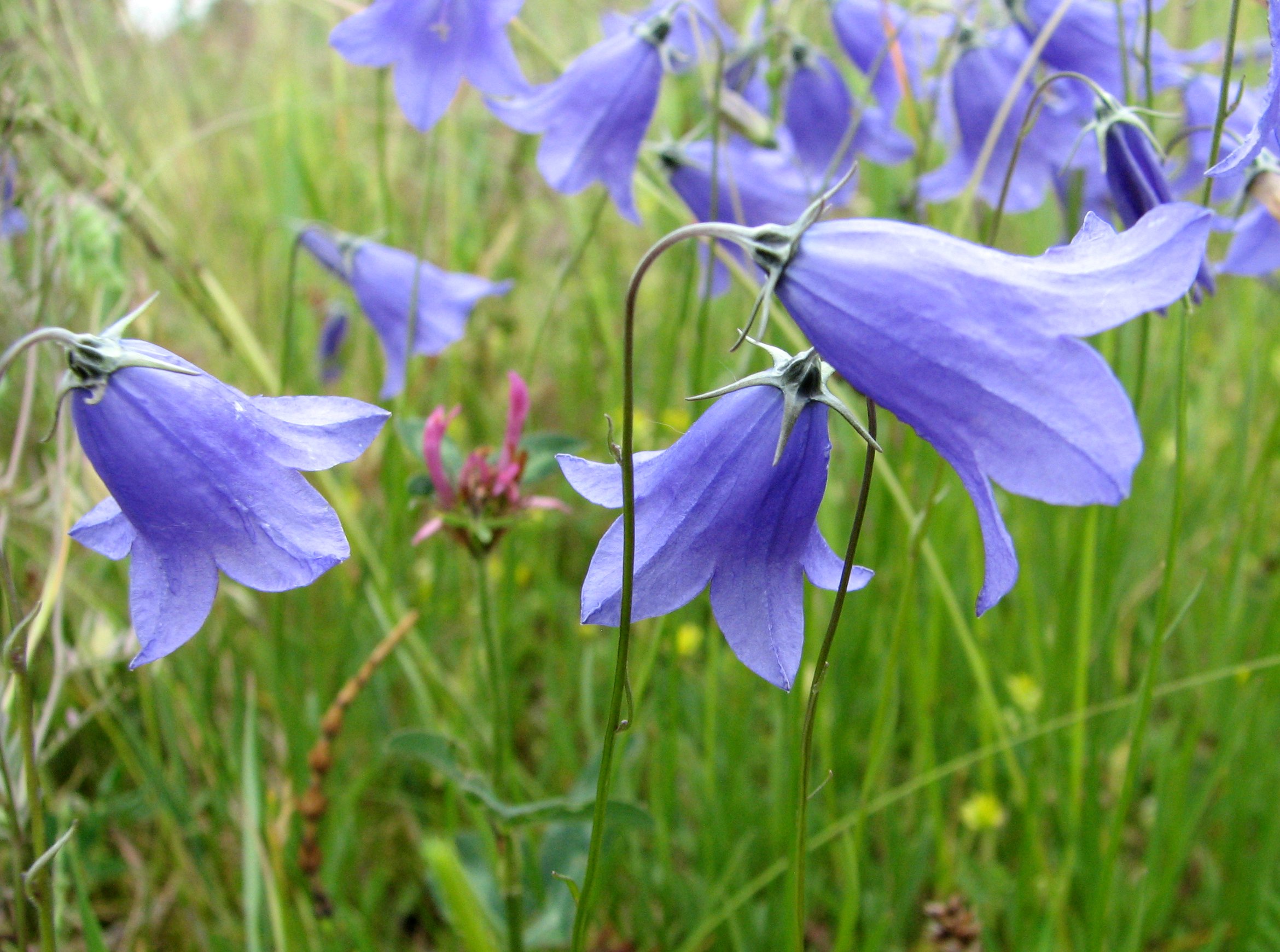 Campanula rotundifolia (door Bert Verbruggen)