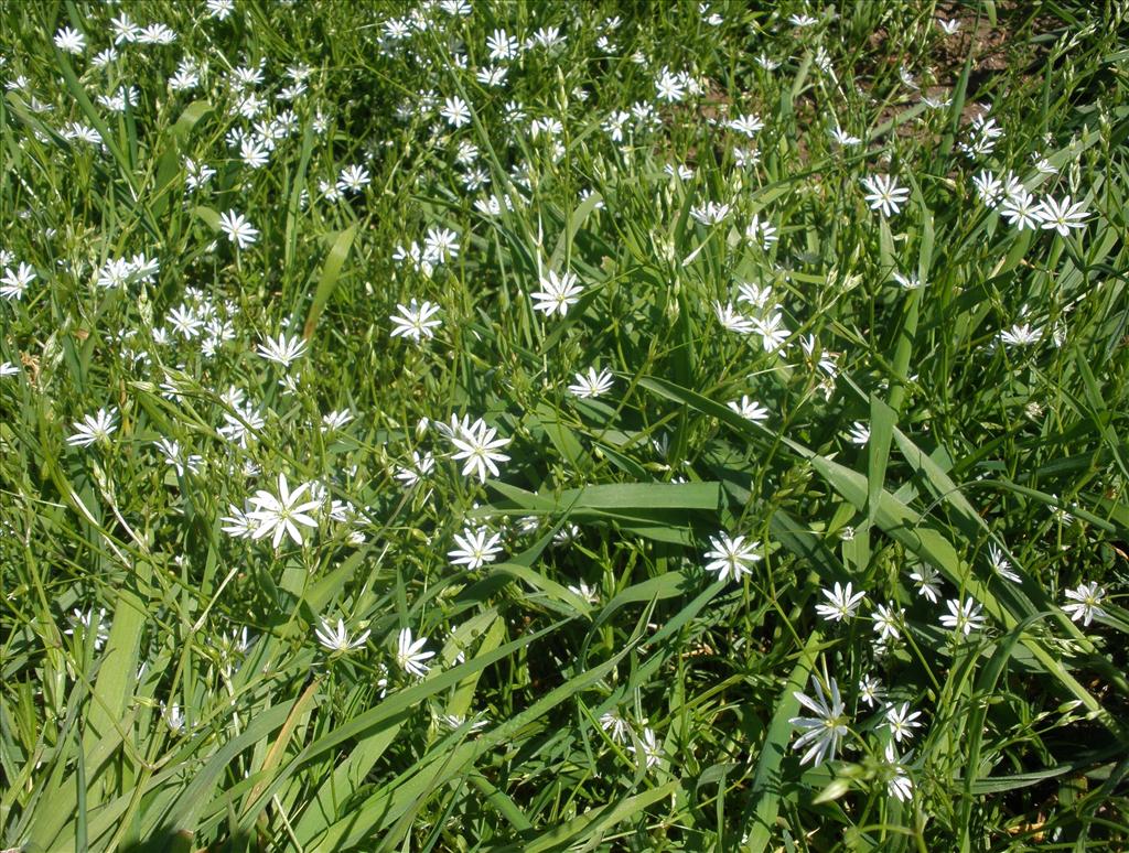 Stellaria graminea (door Bert Verbruggen)