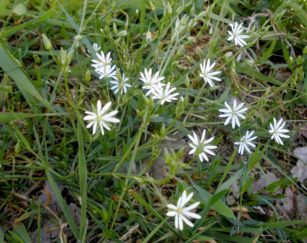 Stellaria graminea (door Bert Verbruggen)