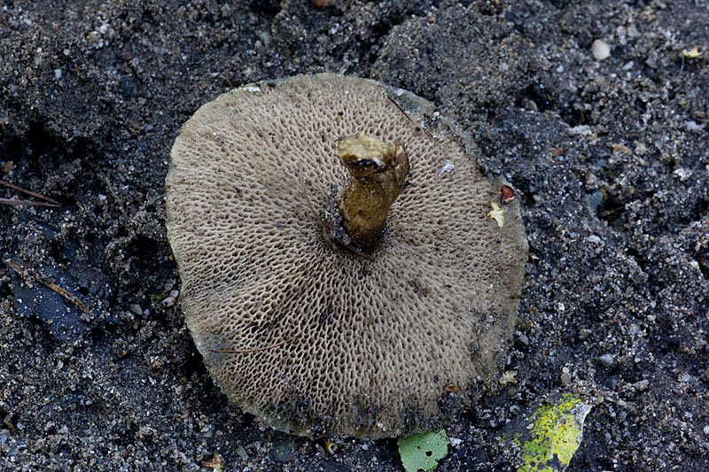 Suillus viscidus (door John Breugelmans)