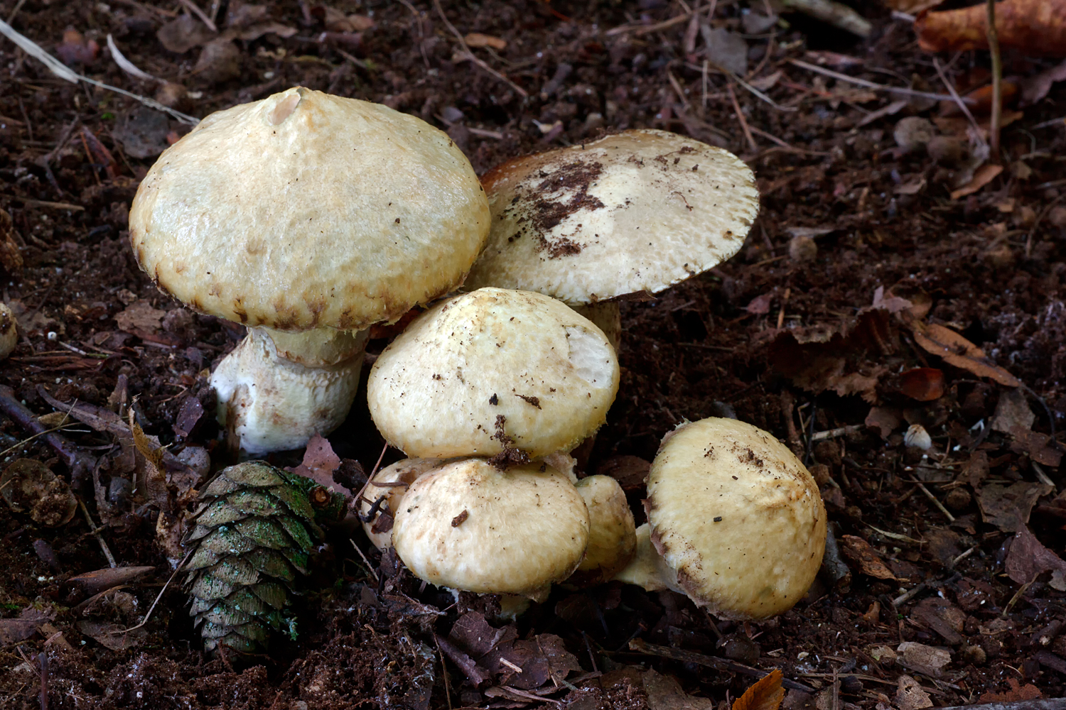 Suillus viscidus (door John Breugelmans)