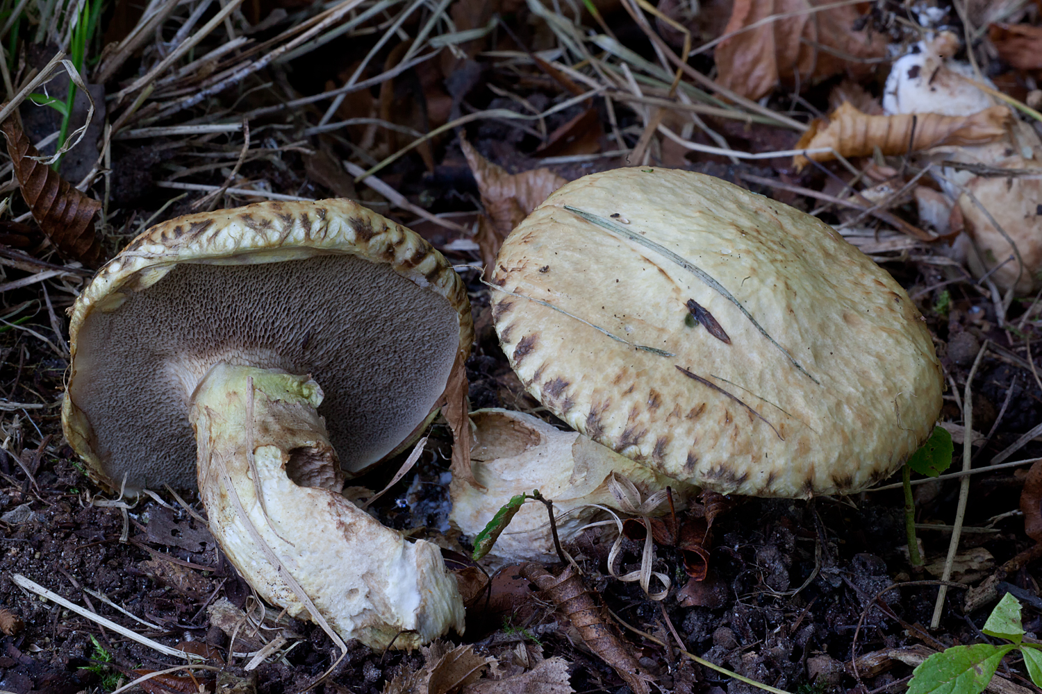 Suillus viscidus (door John Breugelmans)