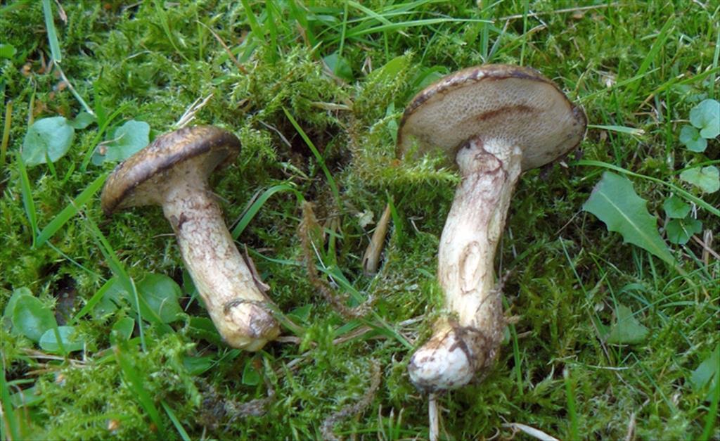 Suillus viscidus (door Christiana Baetckhe)