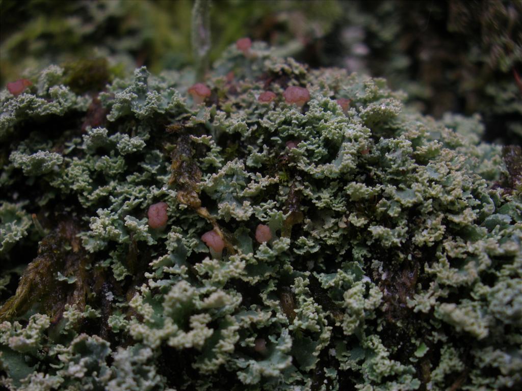 Cladonia caespiticia (door Maarten Langbroek)