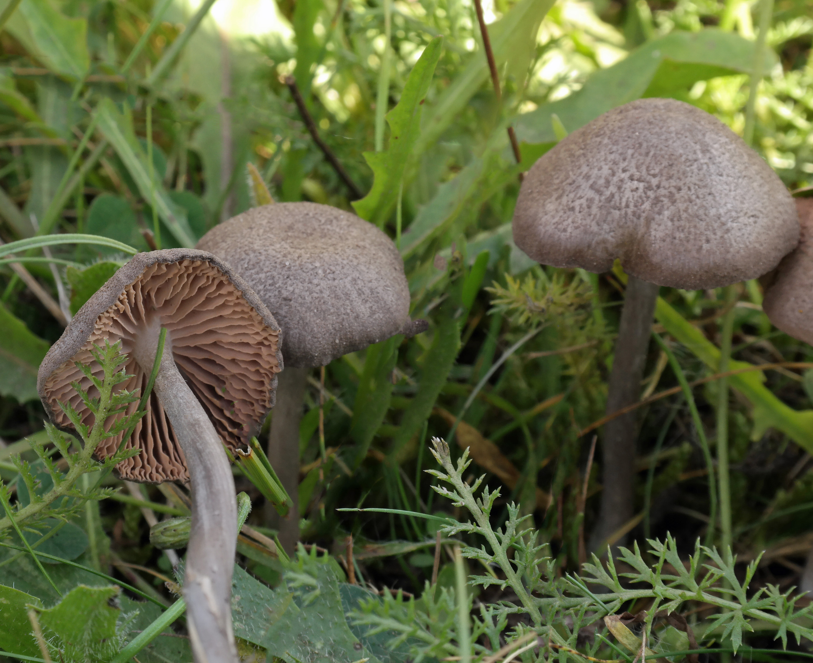 Entoloma mougeotii (door Hannie Wijers)