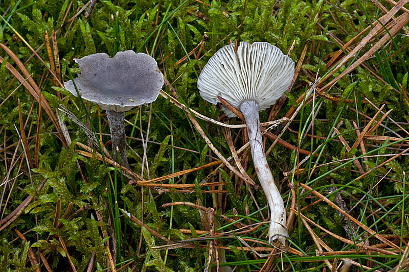 Cantharellula umbonata (door John Breugelmans)