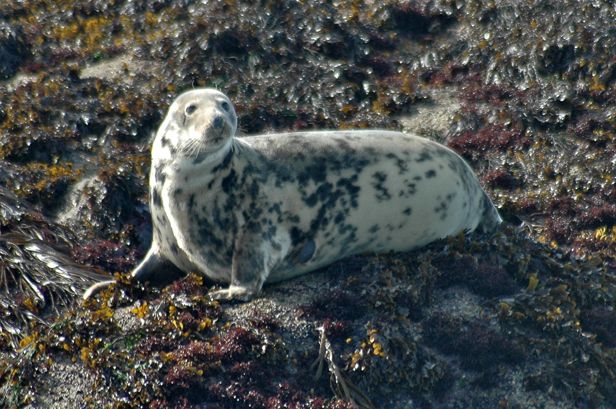 Halichoerus grypus (door Bernadette van Noort)