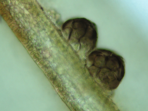 Grimmia hartmanii (door Cris Hesse)