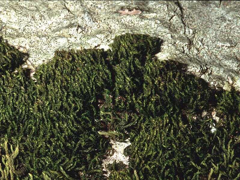 Grimmia hartmanii (door Michael Lueth (www.milueth.de))