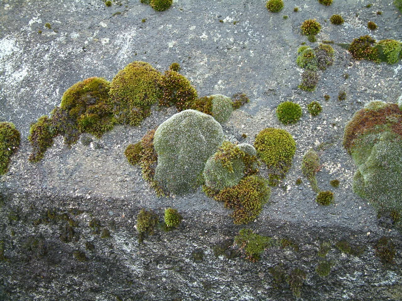 Grimmia orbicularis (door Henk Greven)