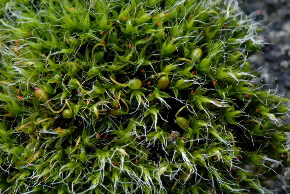 Grimmia pulvinata (door Dick Haaksma)