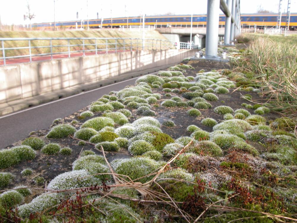 Grimmia pulvinata (door Dick Haaksma)